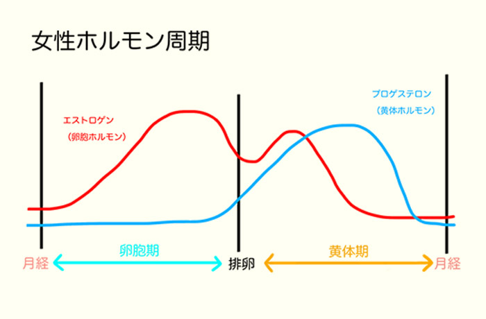 女性ホルモン周期のグラフ