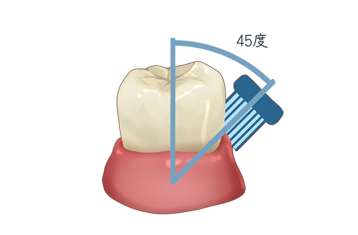正しいブラッシングを示すイラスト